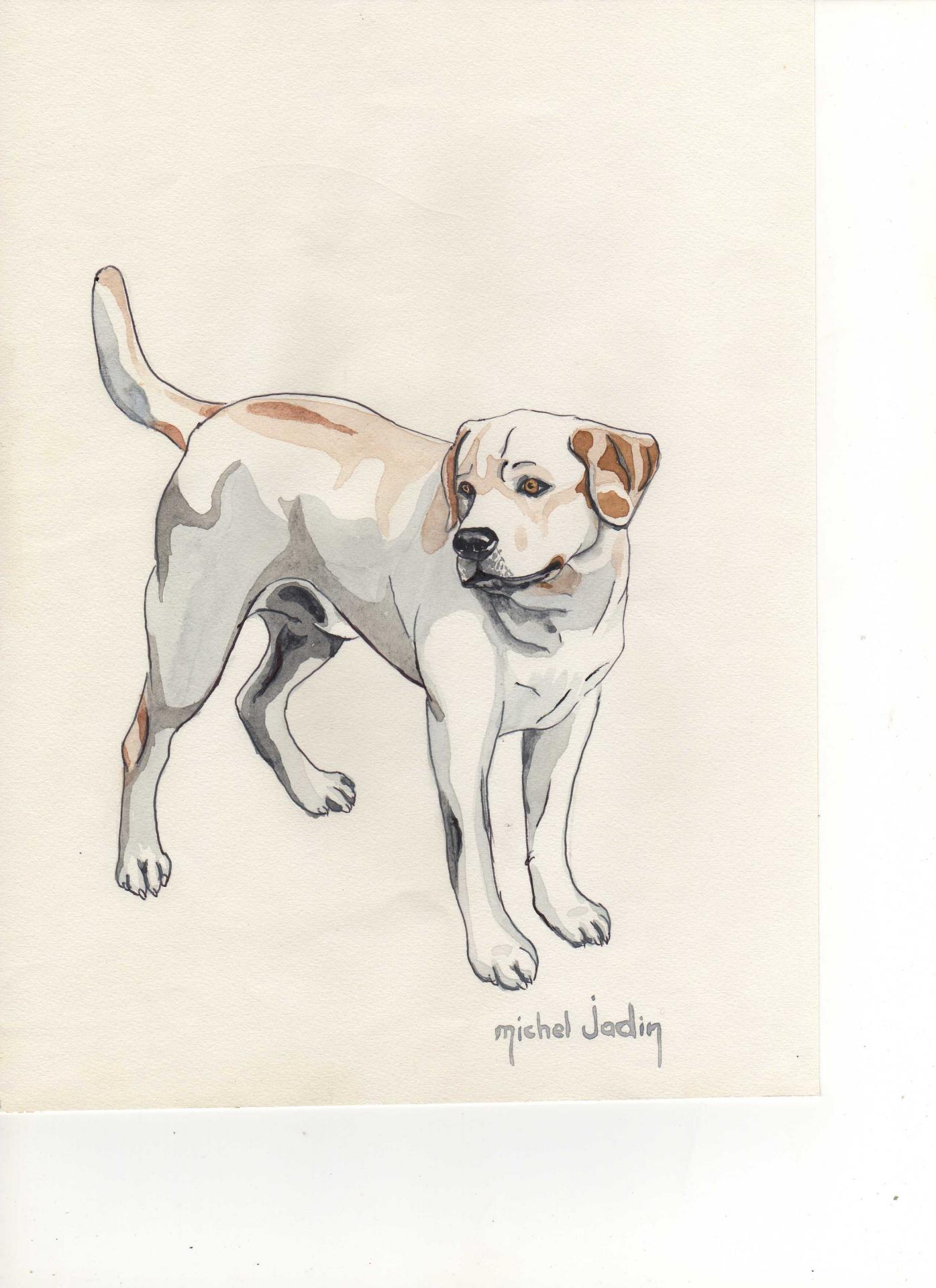 6 aquarelle labrador 16x26